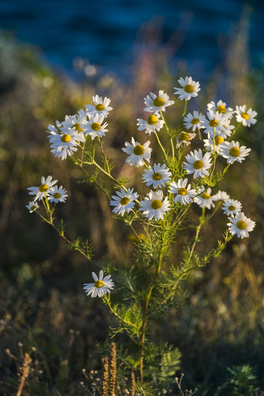 daisy flower green free photo