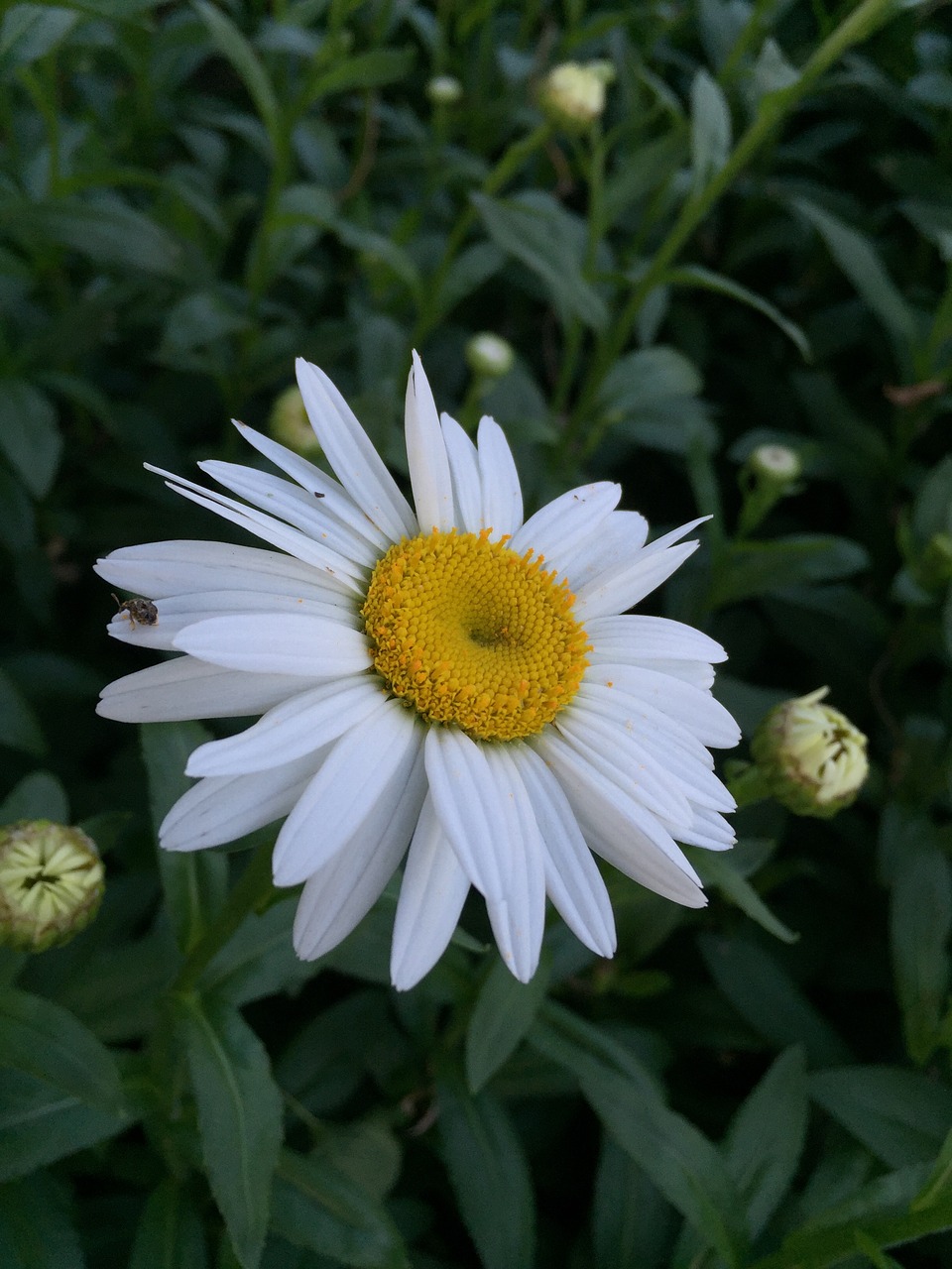 daisy flower floral free photo