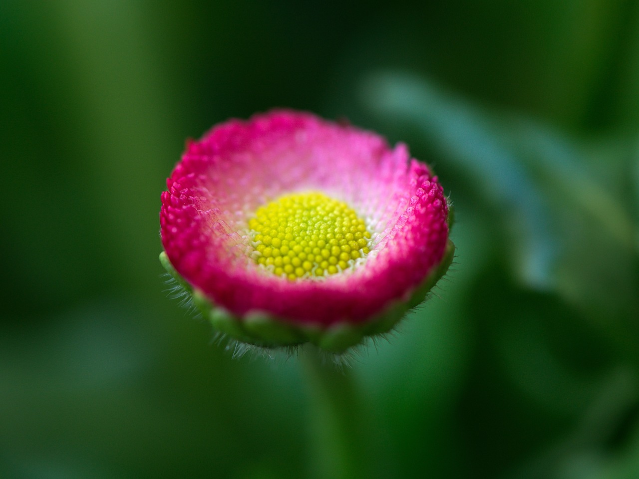 daisy flower garden free photo