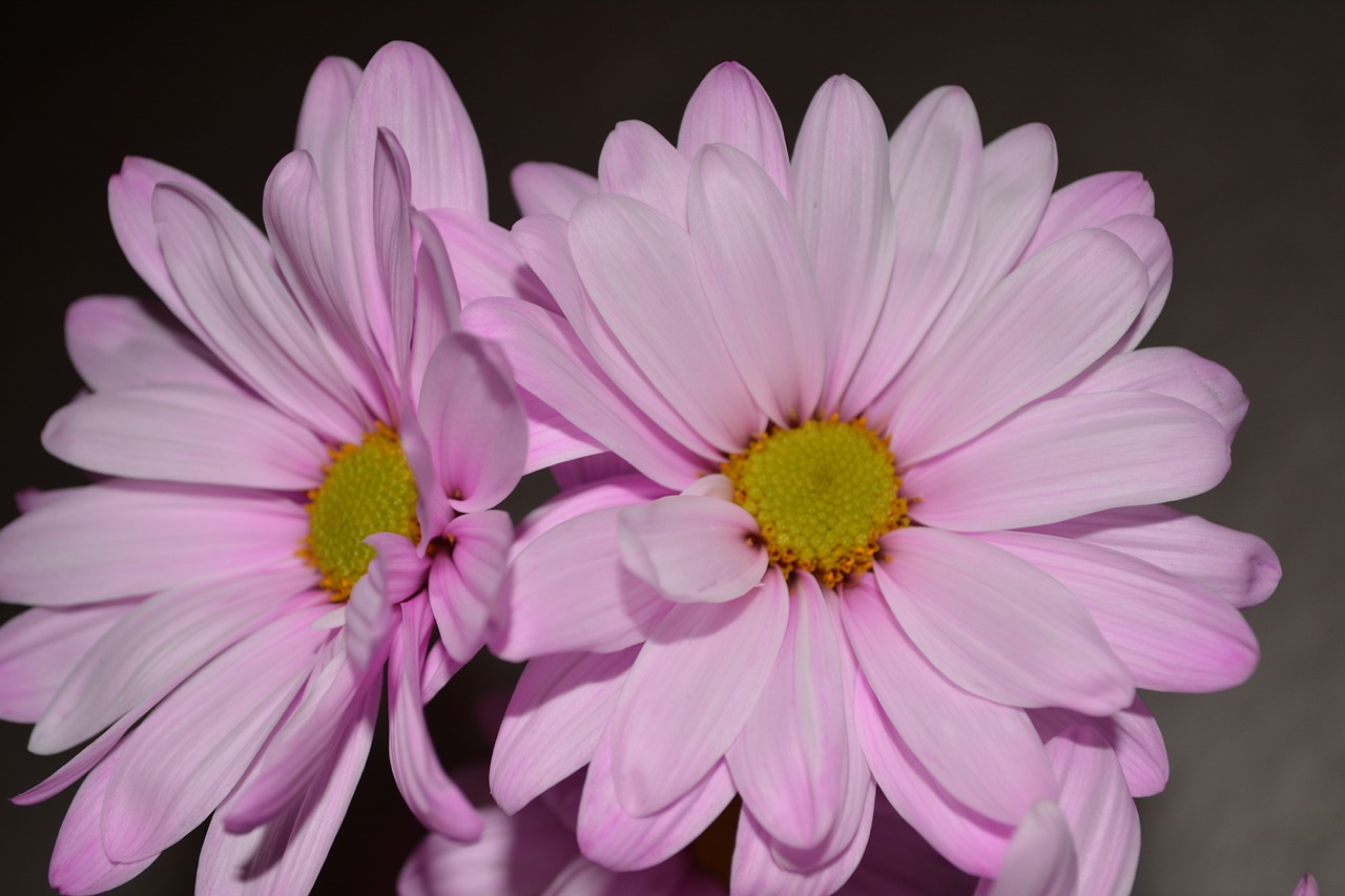 daisy colorful petals free photo