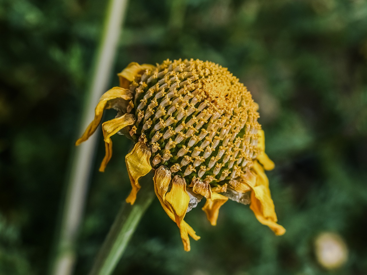 daisy dry flower free photo