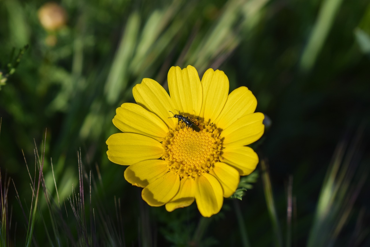 daisy insect nature free photo