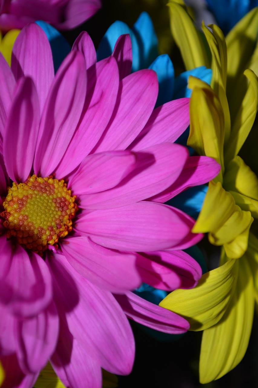 daisy flower plant free photo