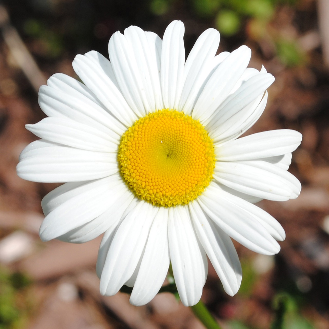 daisy flower spring free photo