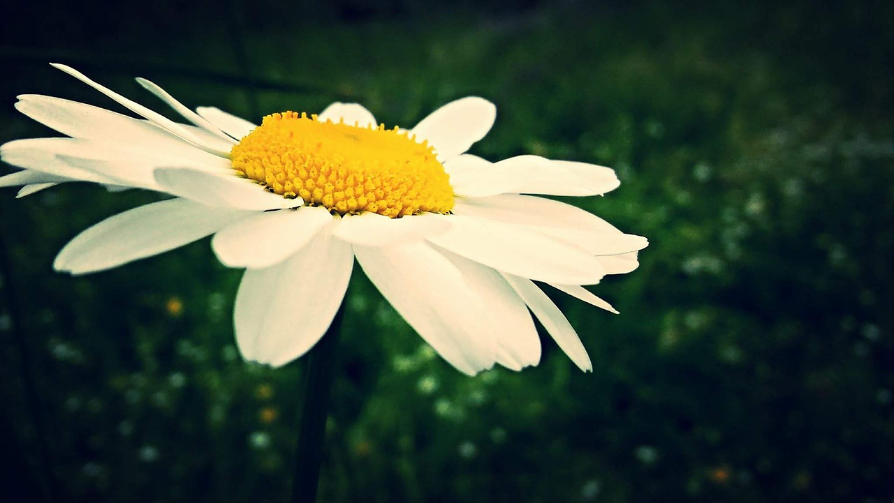 daisy flower white free photo