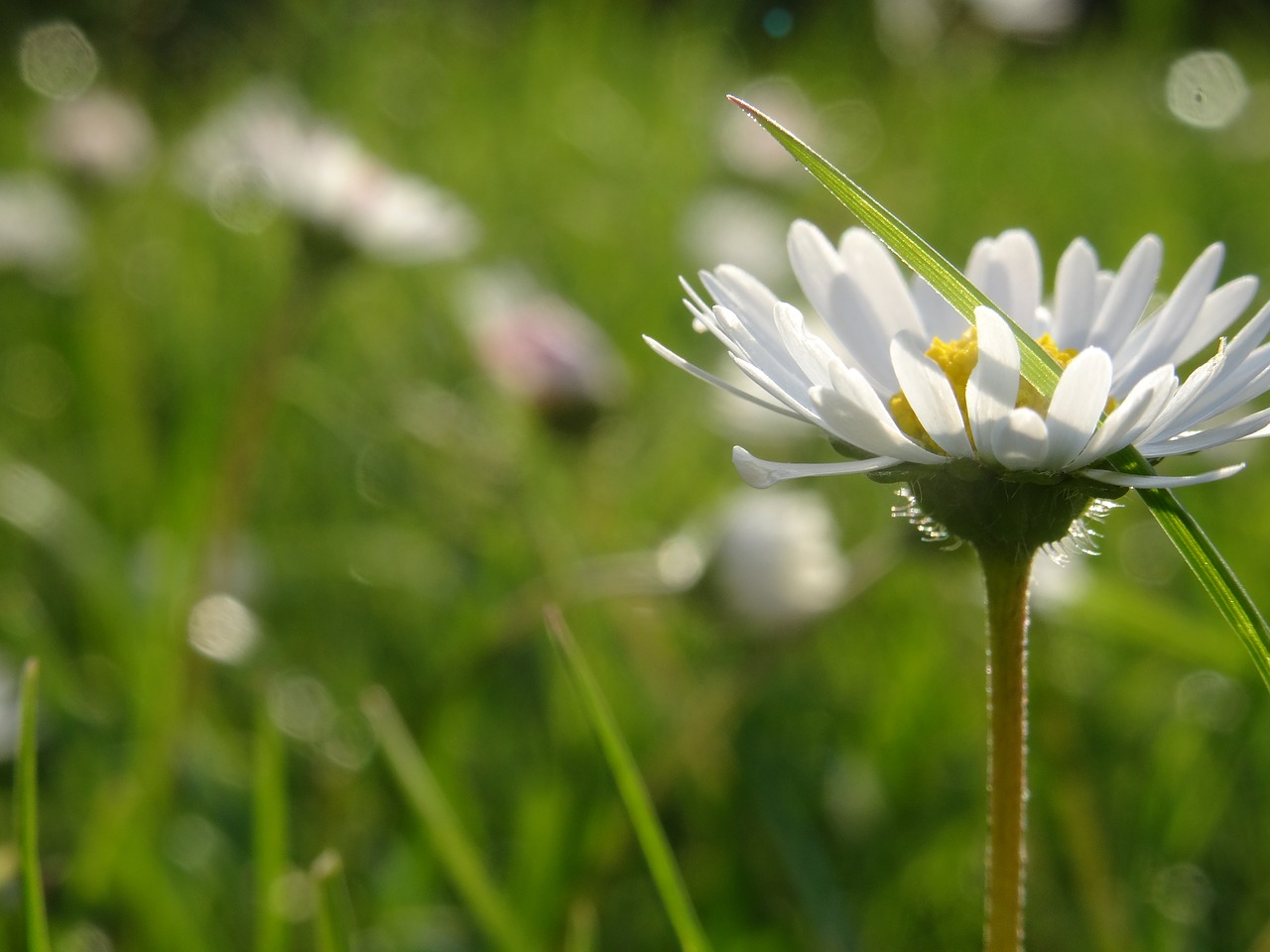 daisy flower plant free photo