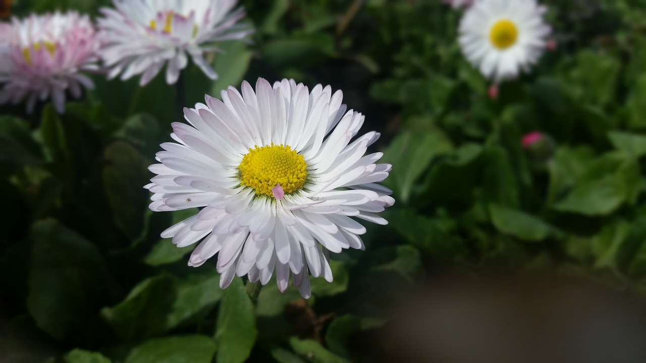 daisy flower flowers free photo