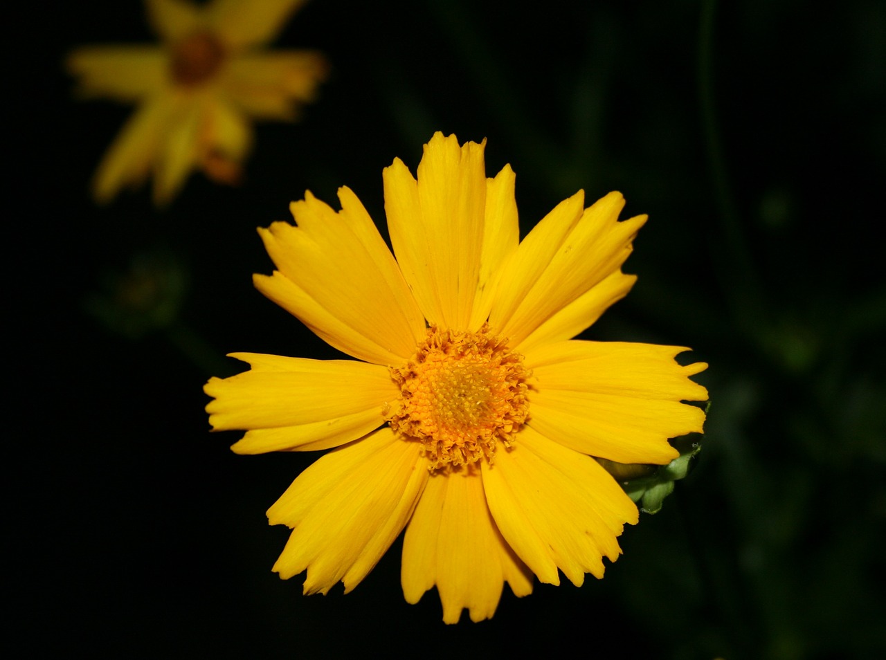 daisy floral plant free photo