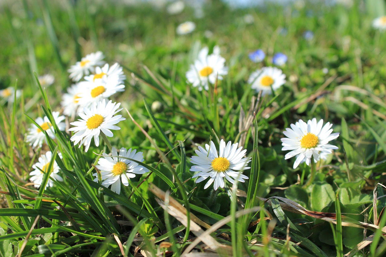 daisy meadow flowers free photo