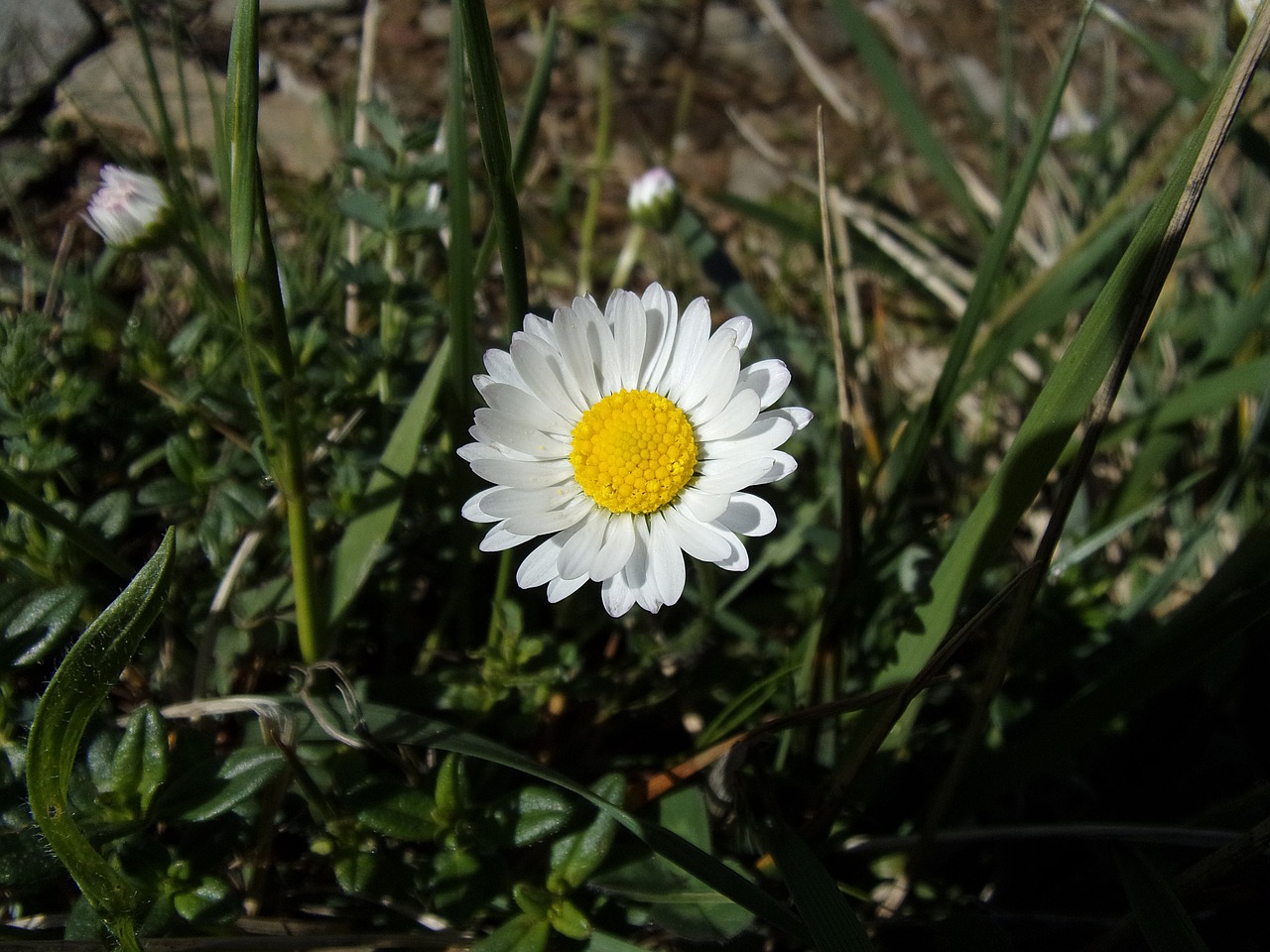 daisy flower nature free photo