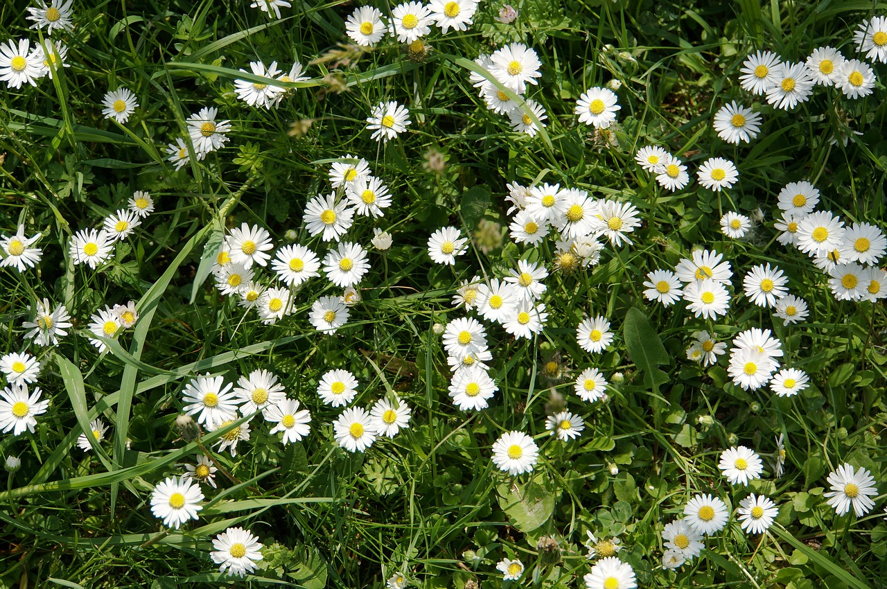 daisy meadow flower meadow free photo