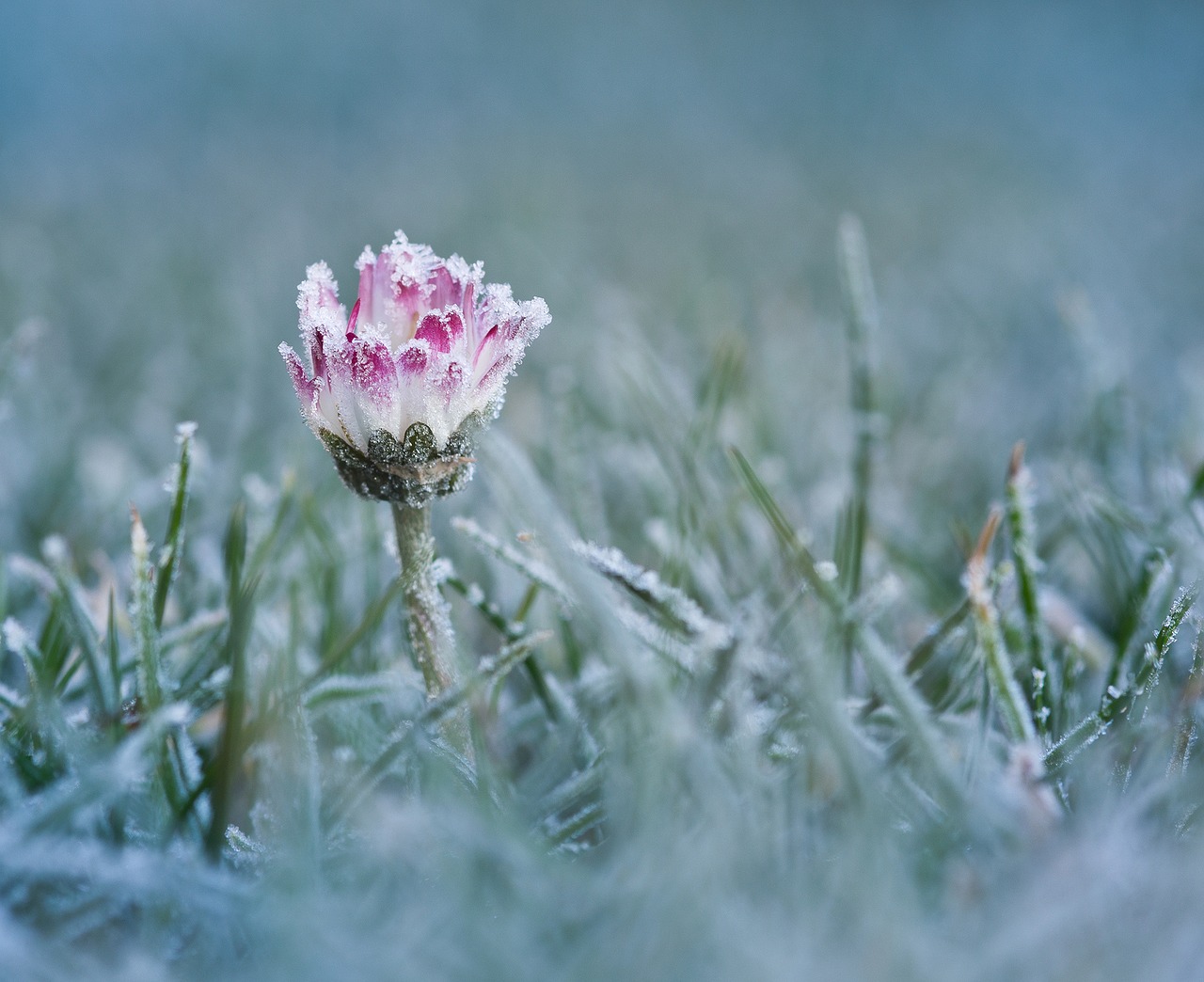 daisy frost cold free photo