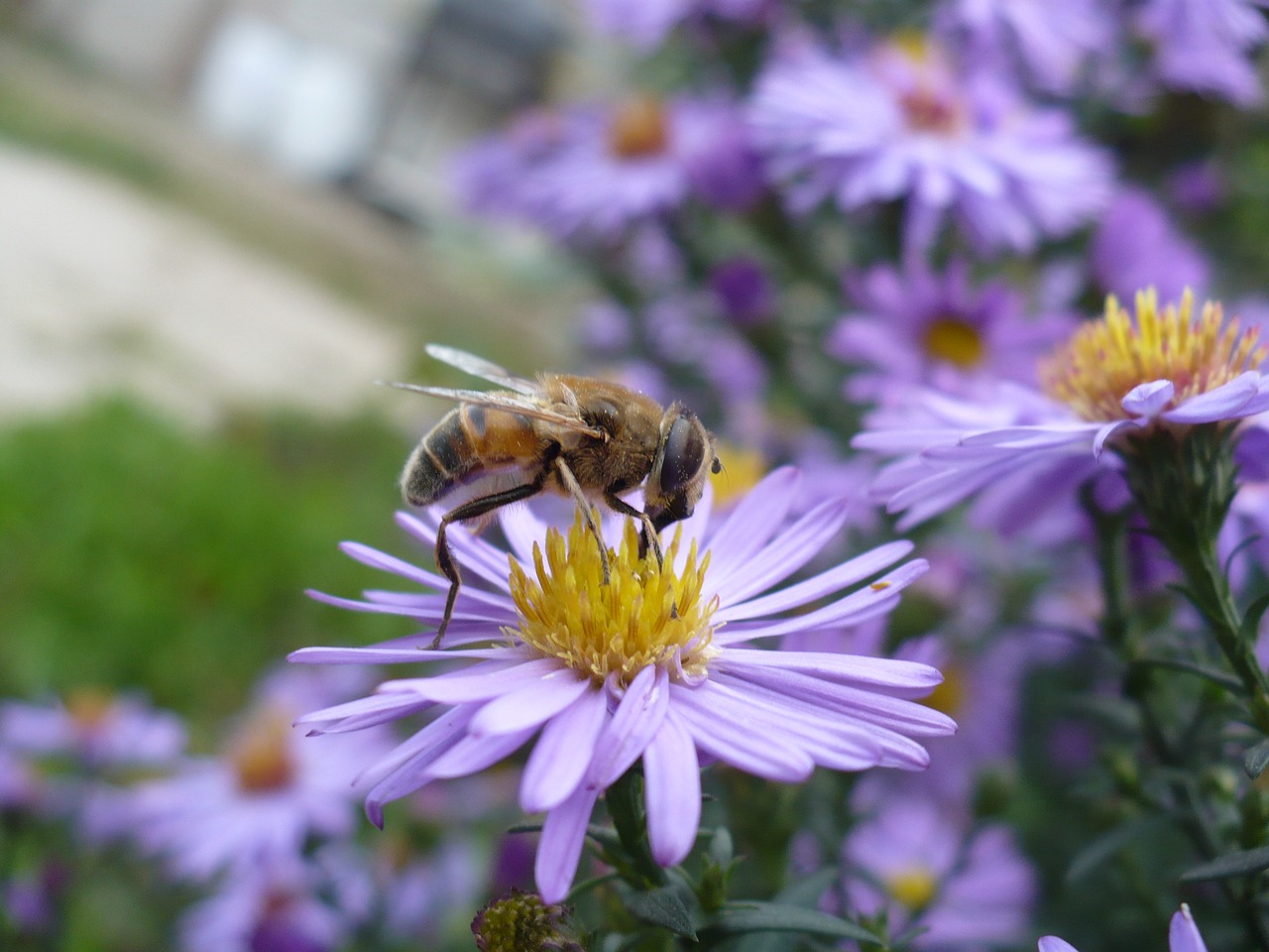 daisy bee flower free photo