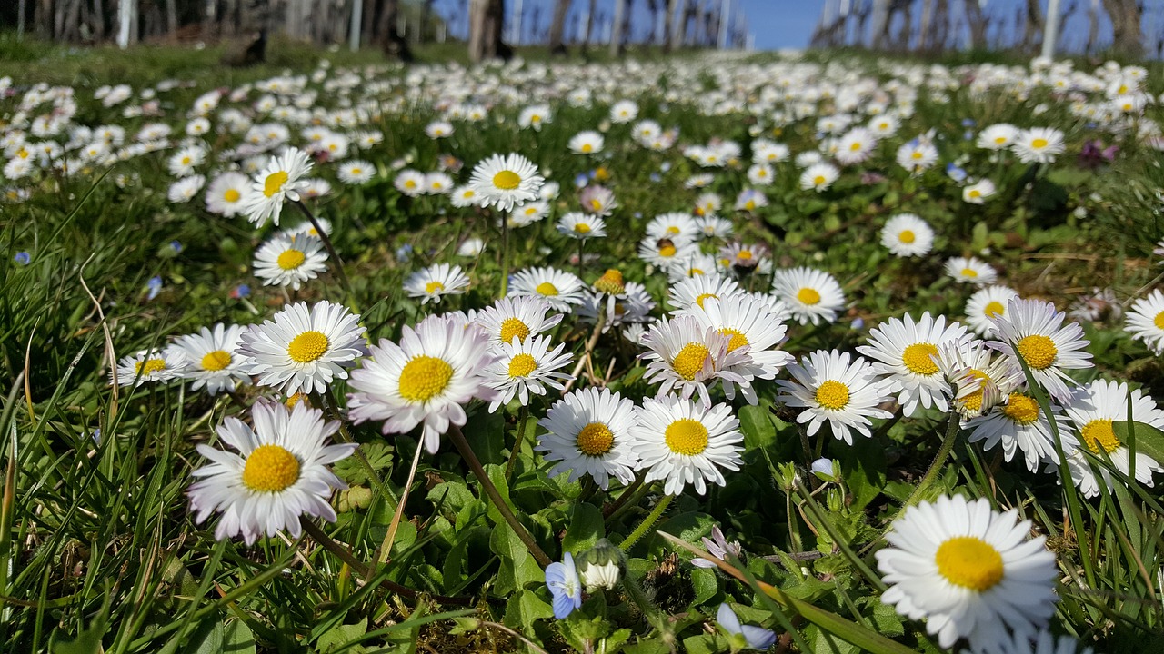 daisy meadow close free photo