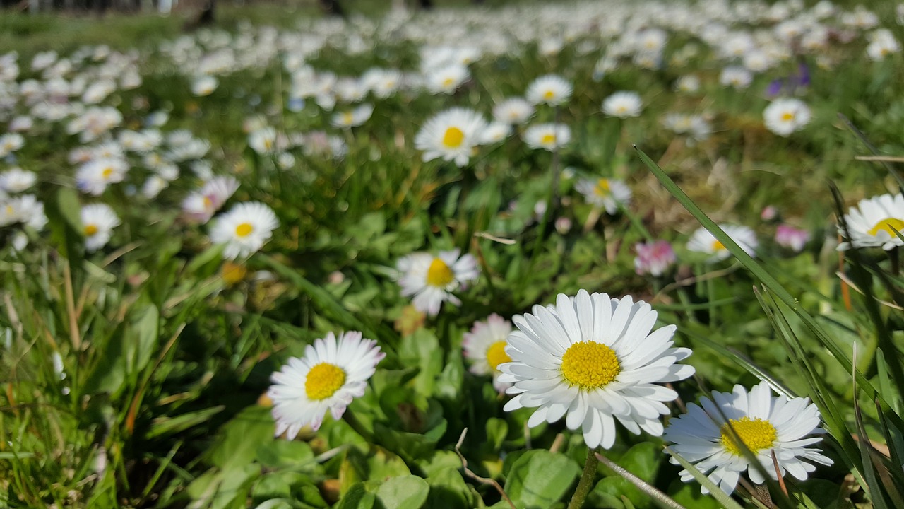 daisy white in the grass free photo