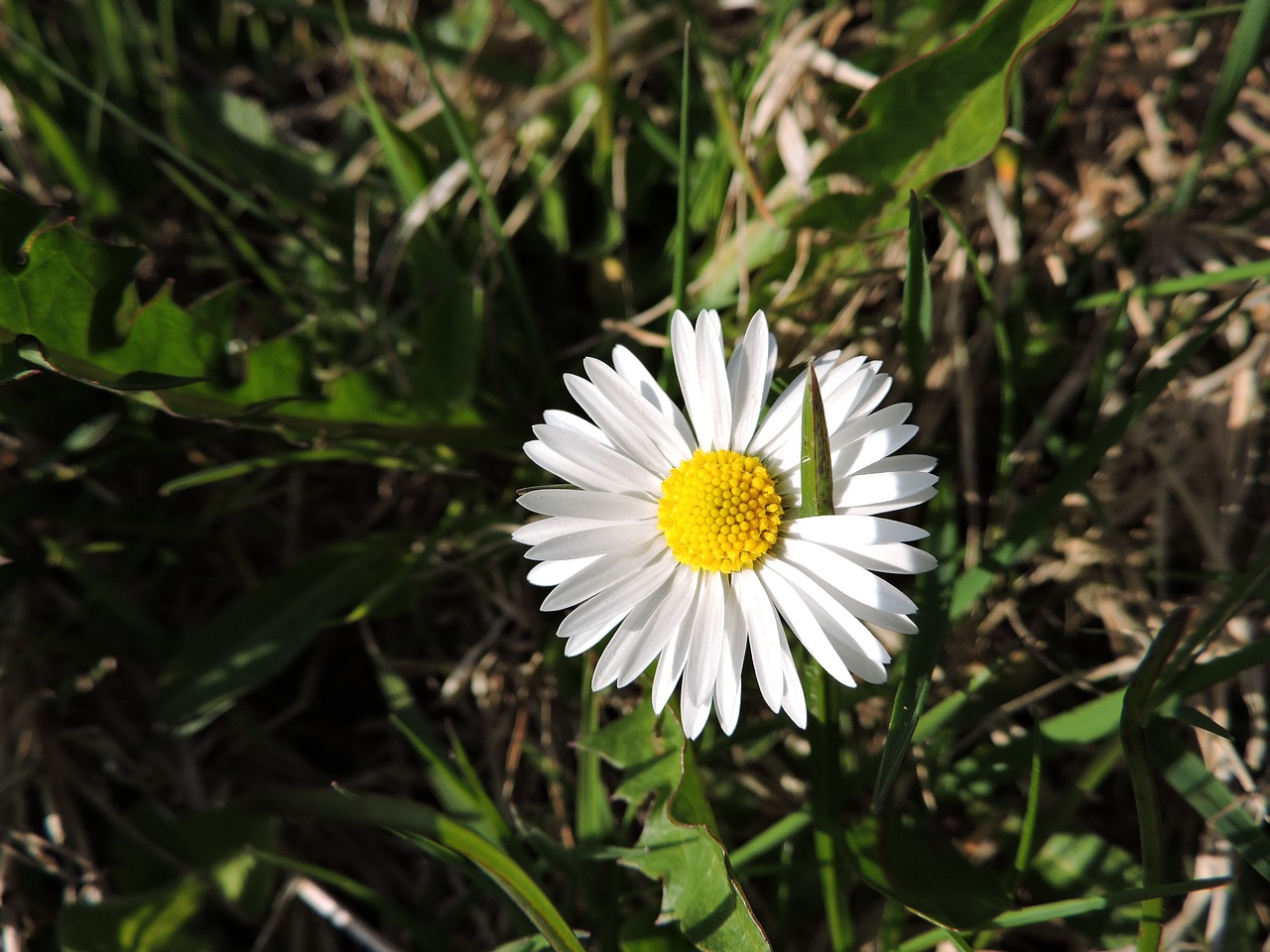 daisy meadow nature free photo