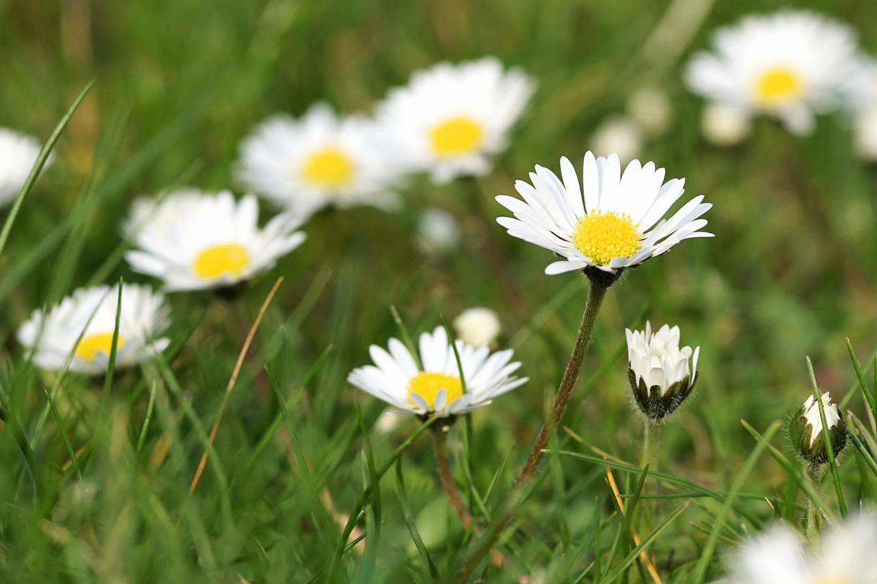 daisy meadow flower free photo