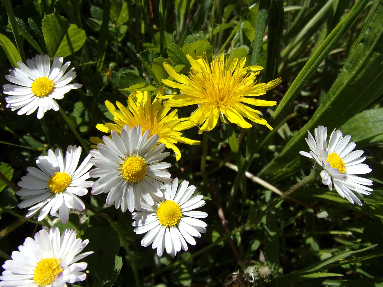 daisy dandelion flower free photo