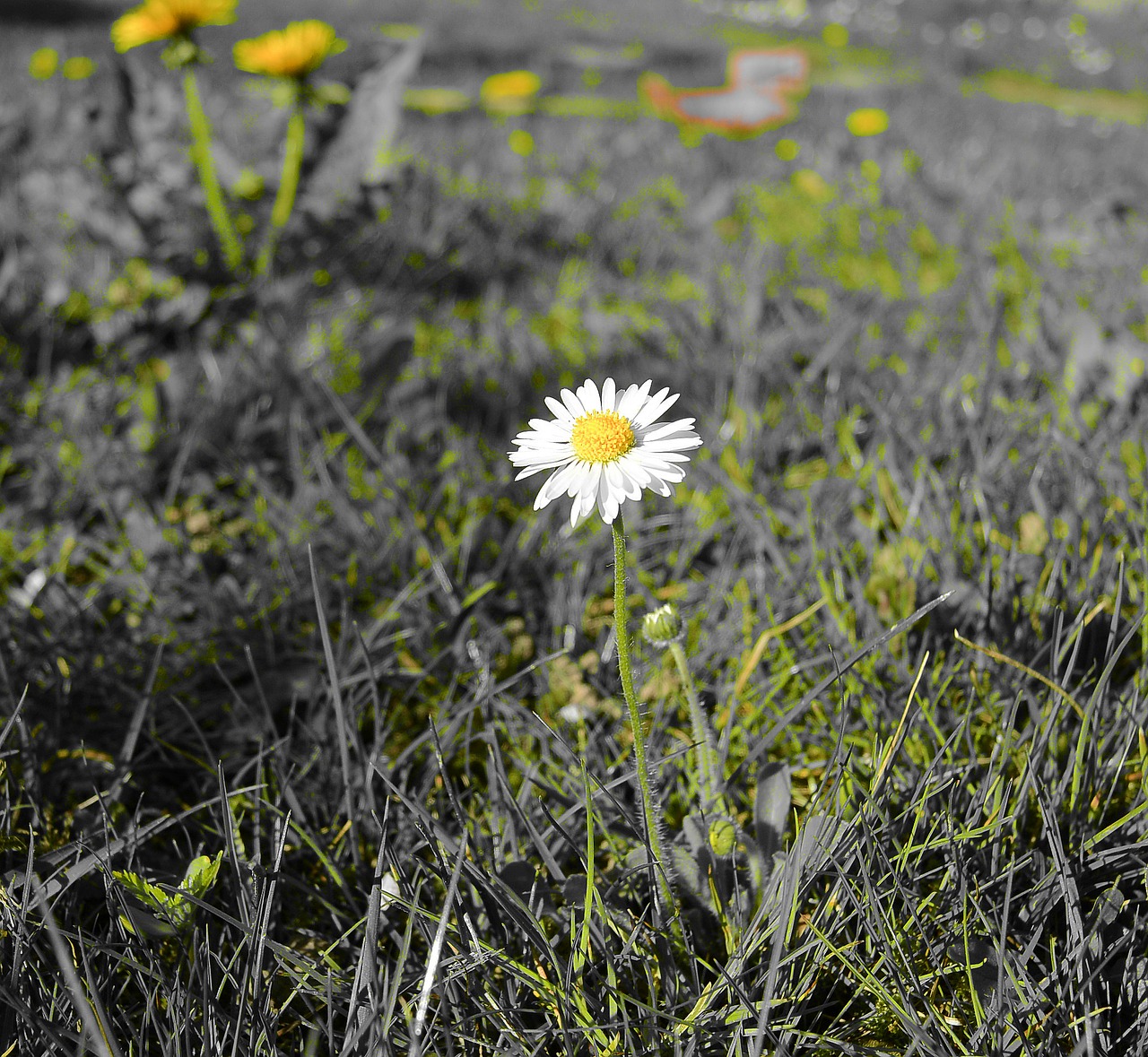 daisy flora flower free photo