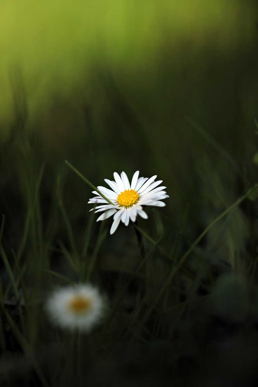 daisy pointed flower flower free photo