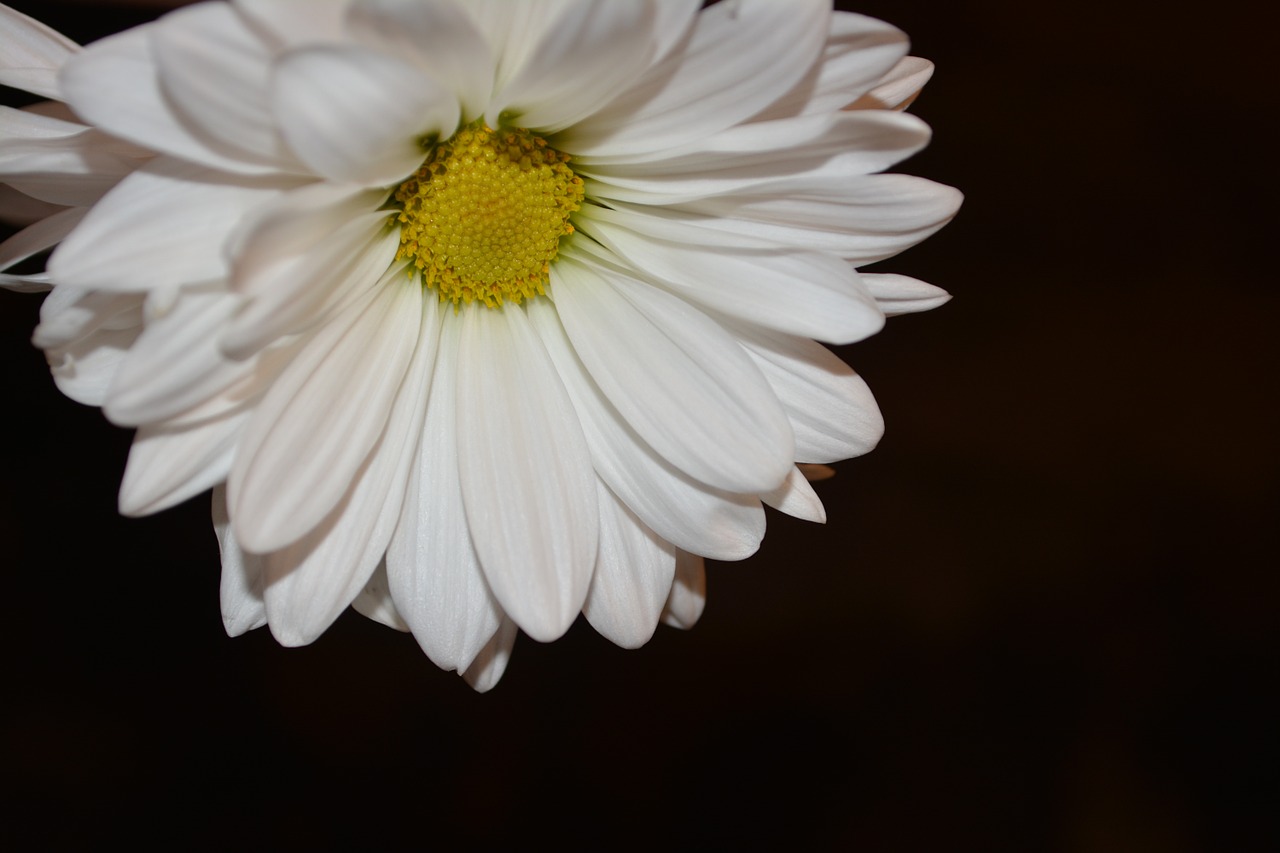 daisy floral plant free photo