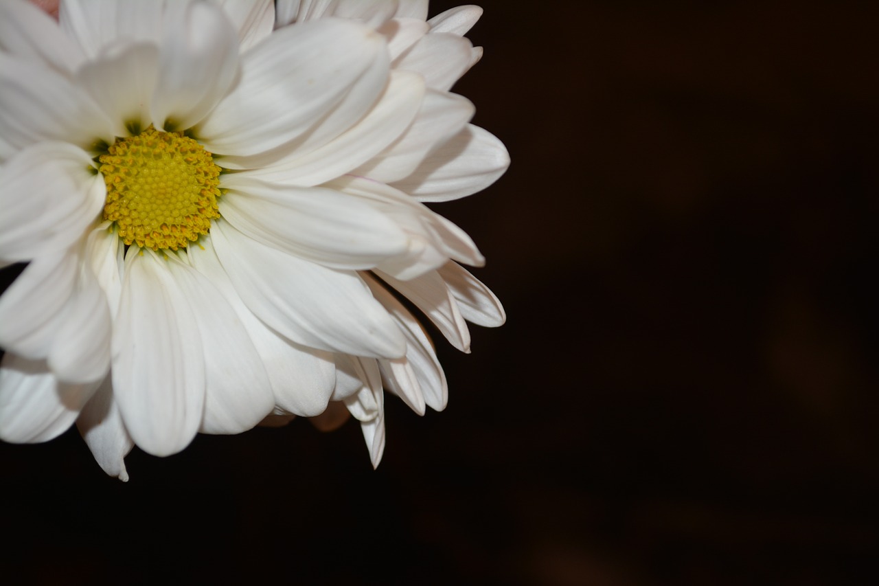 daisy floral plant free photo