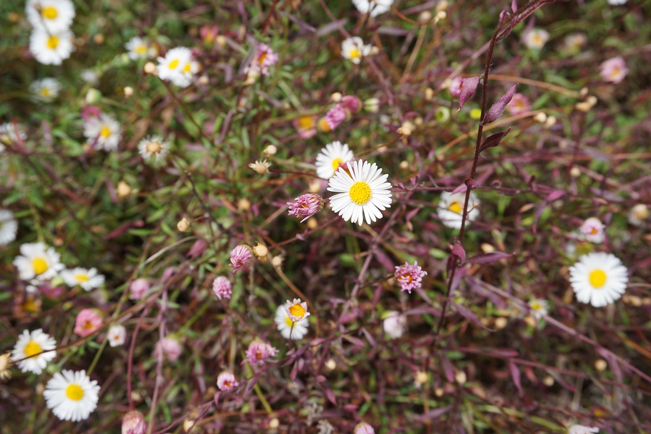 daisy daisies flowers free photo