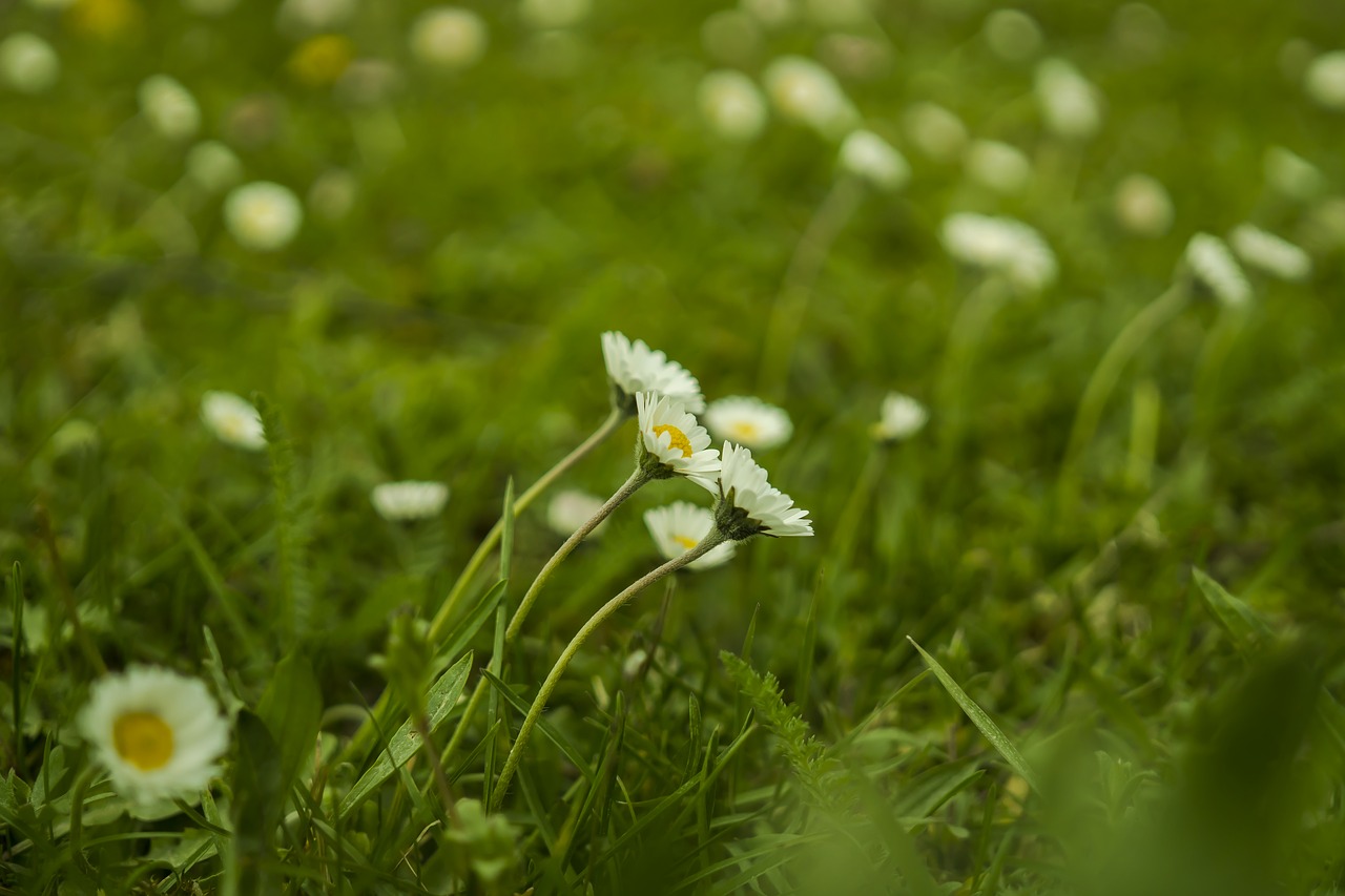 daisy meadow green free photo