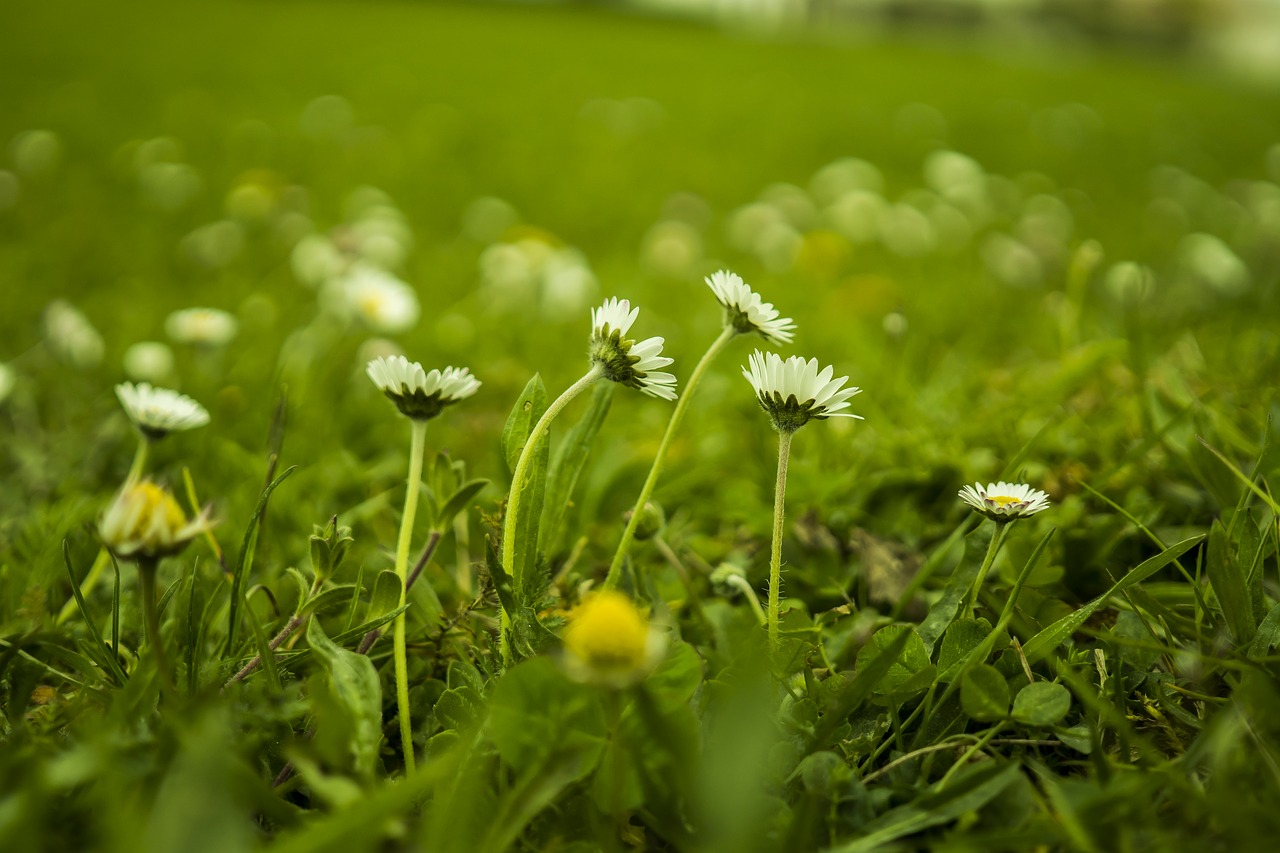 daisy meadow green free photo