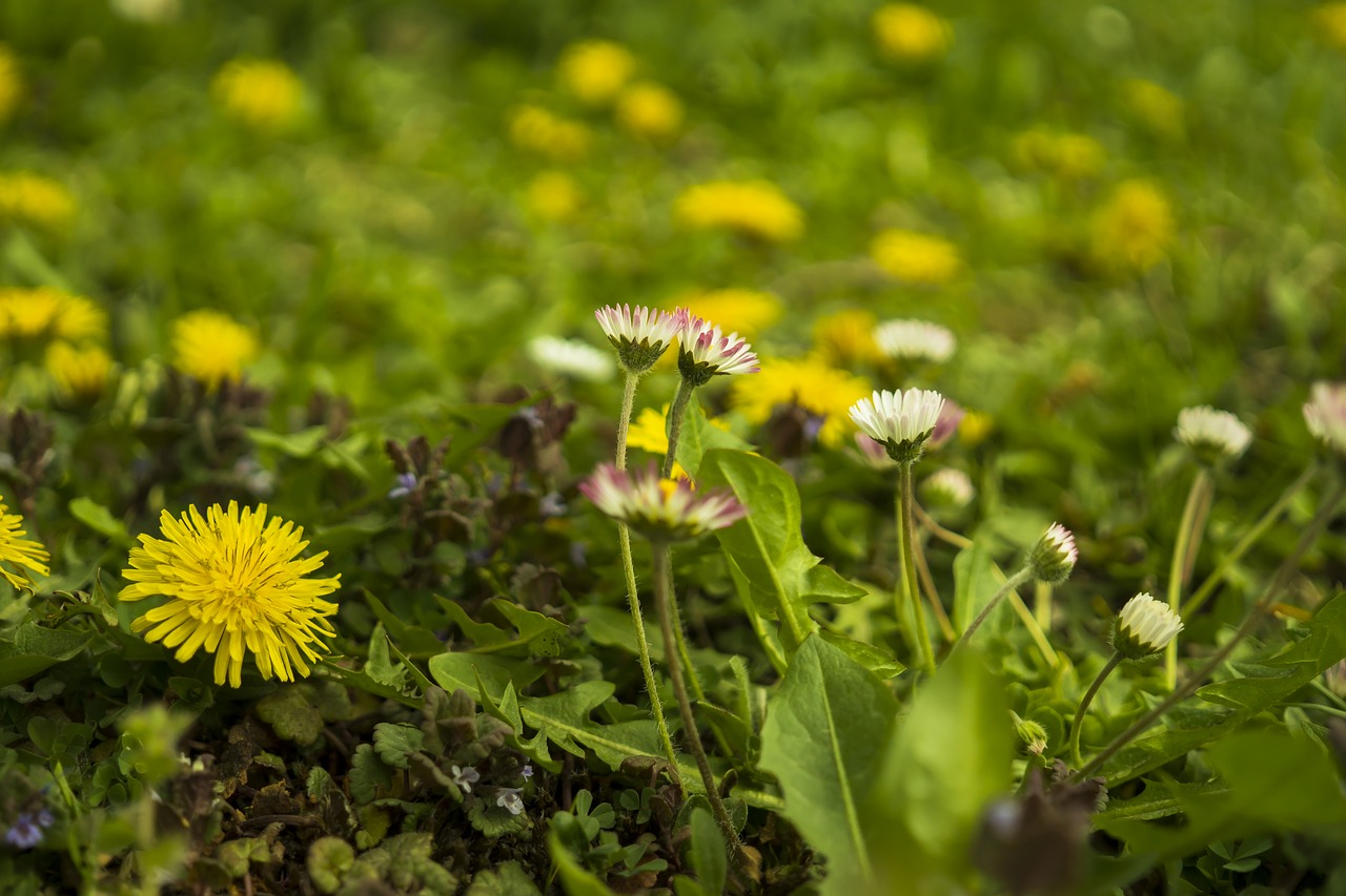 daisy meadow dandelion free photo