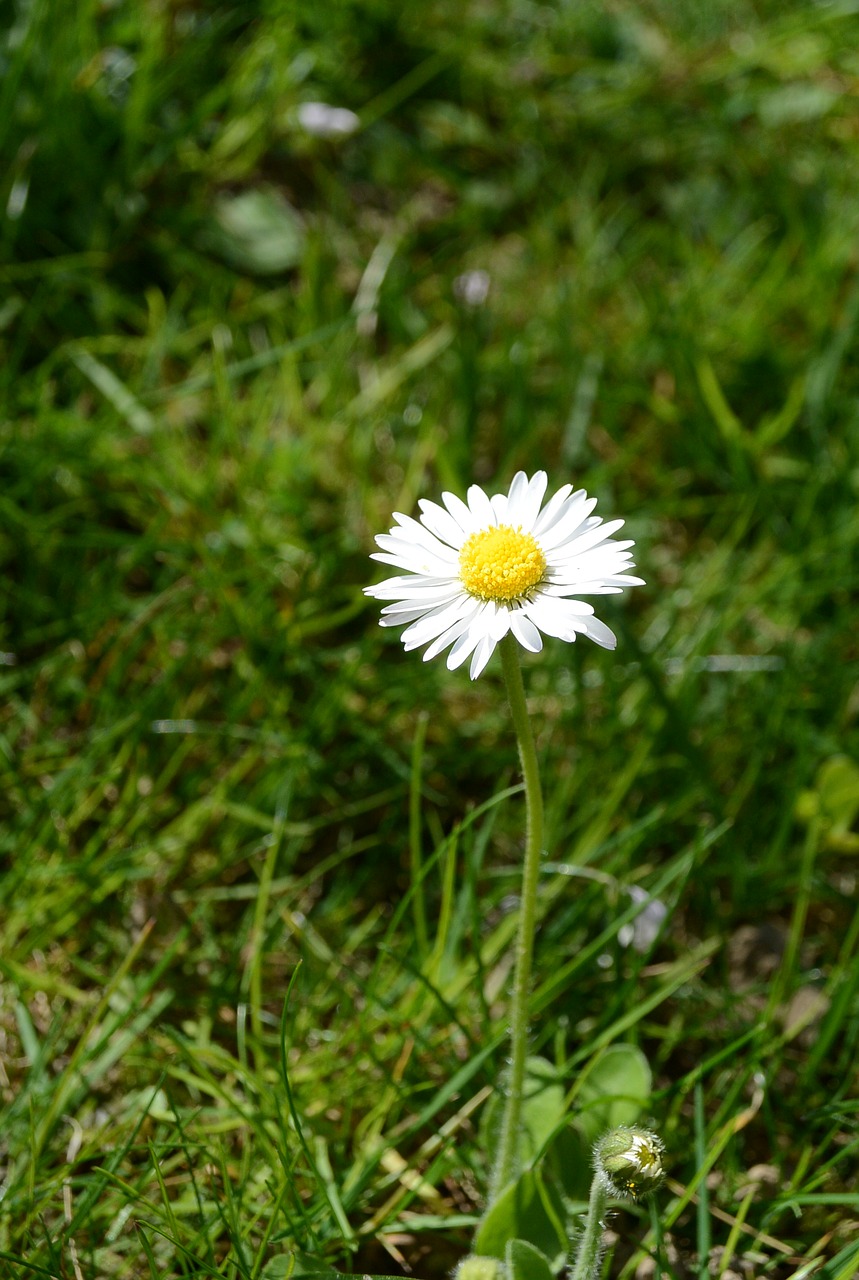 daisy flower spring free photo