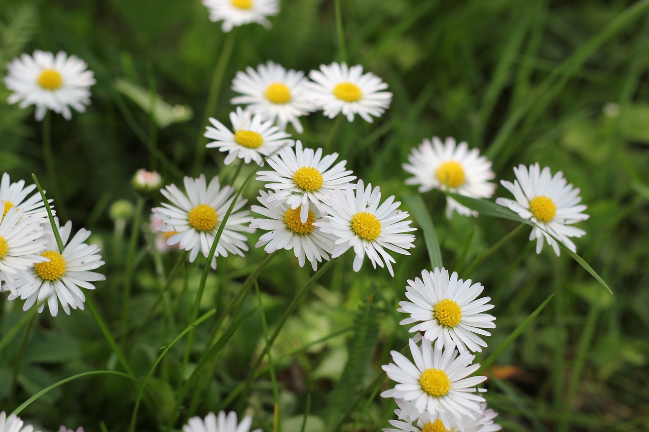 daisy flower floral free photo