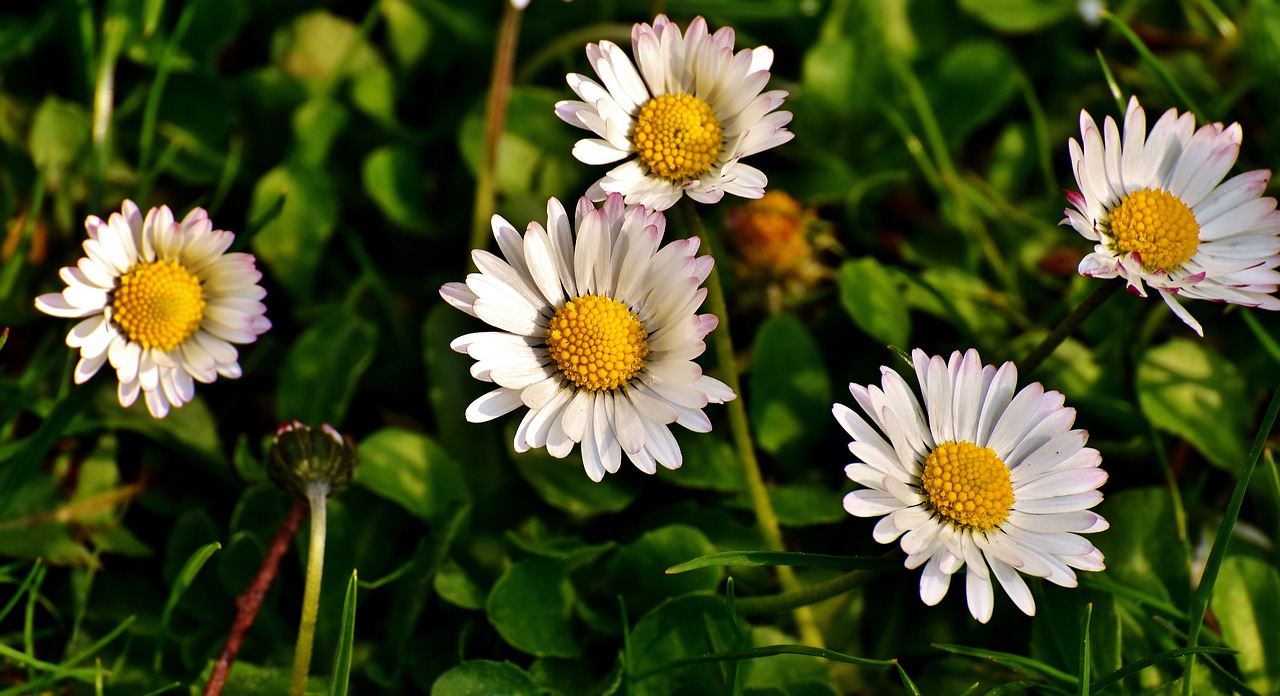 daisy meadow spring free photo