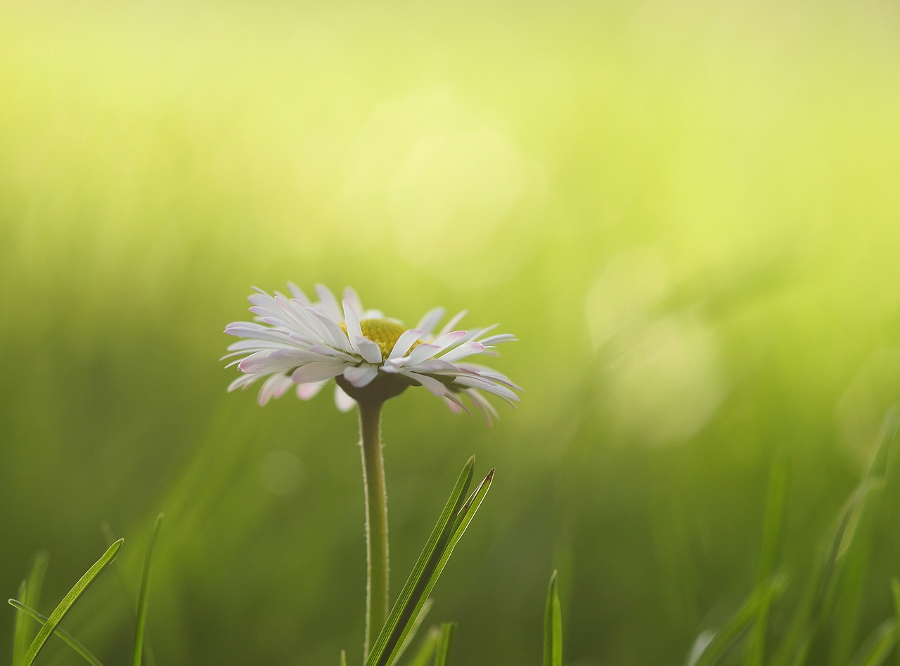 daisy meadow flowers free photo