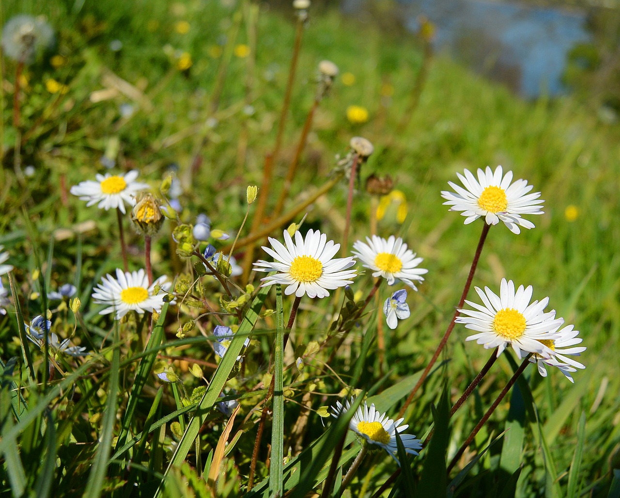 daisy geese flower flora free photo