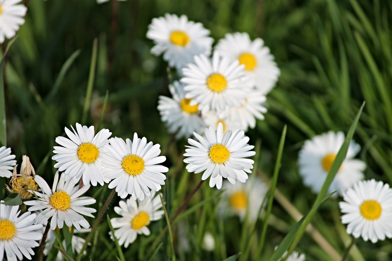 daisy spring meadow meadow free photo