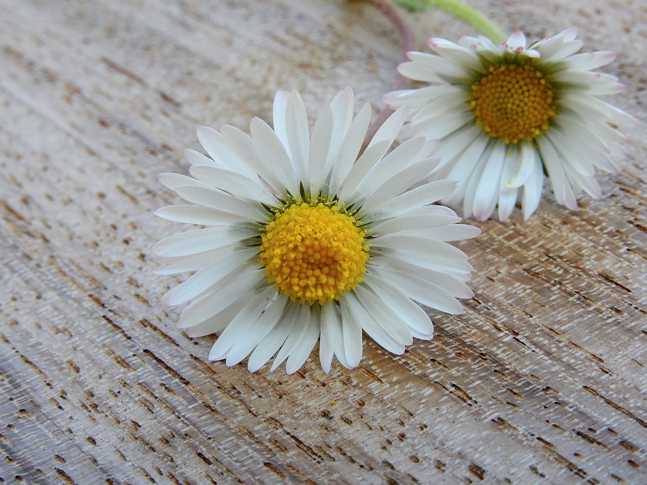 daisy flowers nature free photo