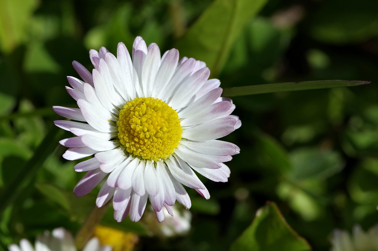 daisy white flower free photo