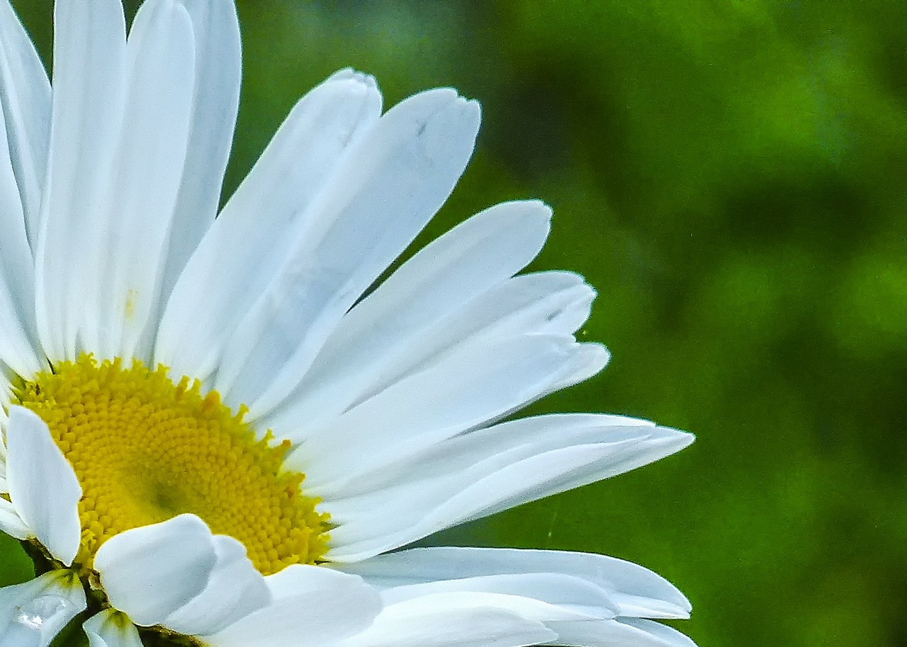 daisy wild flower plant free photo