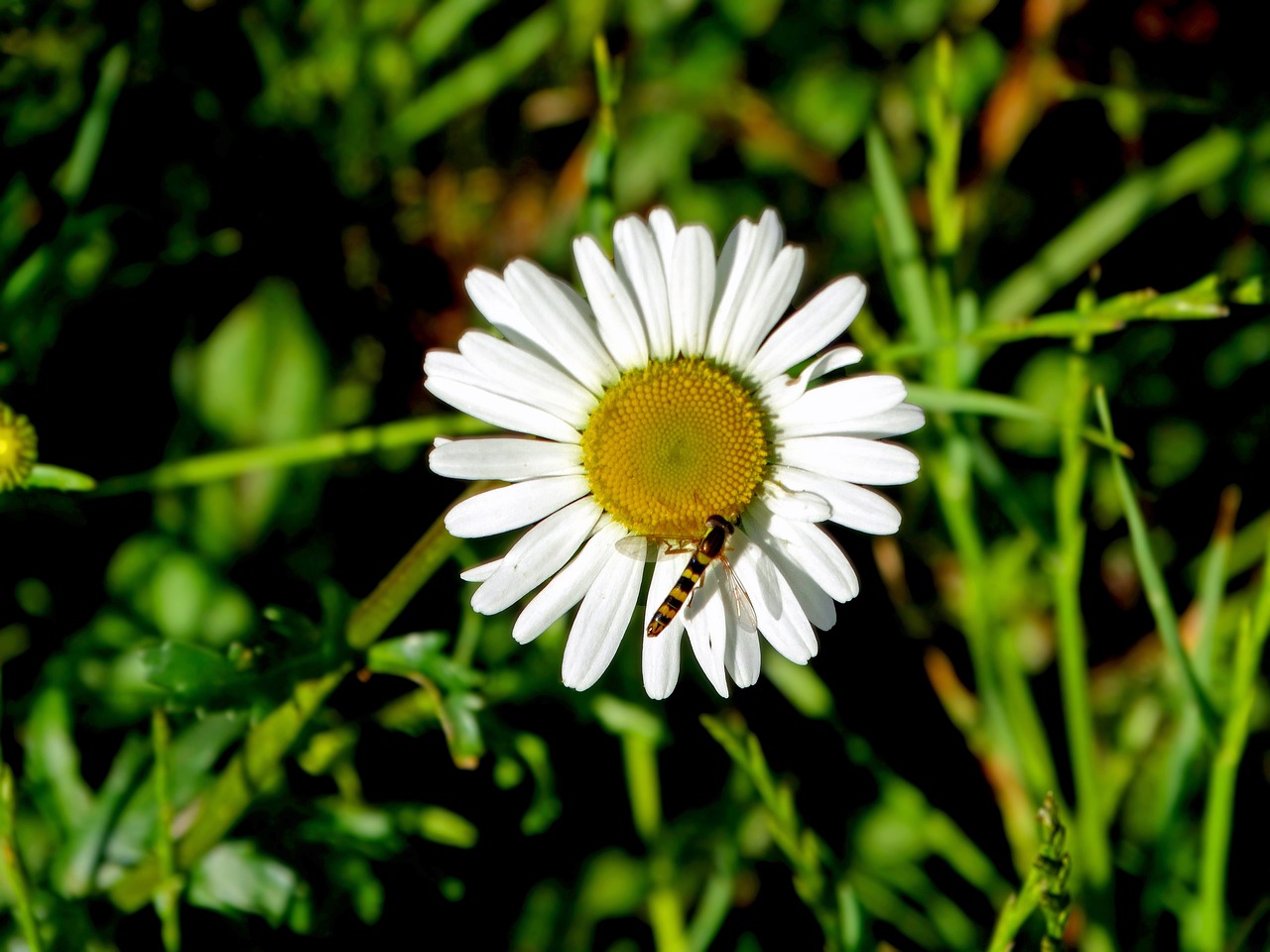 daisy nature flower free photo