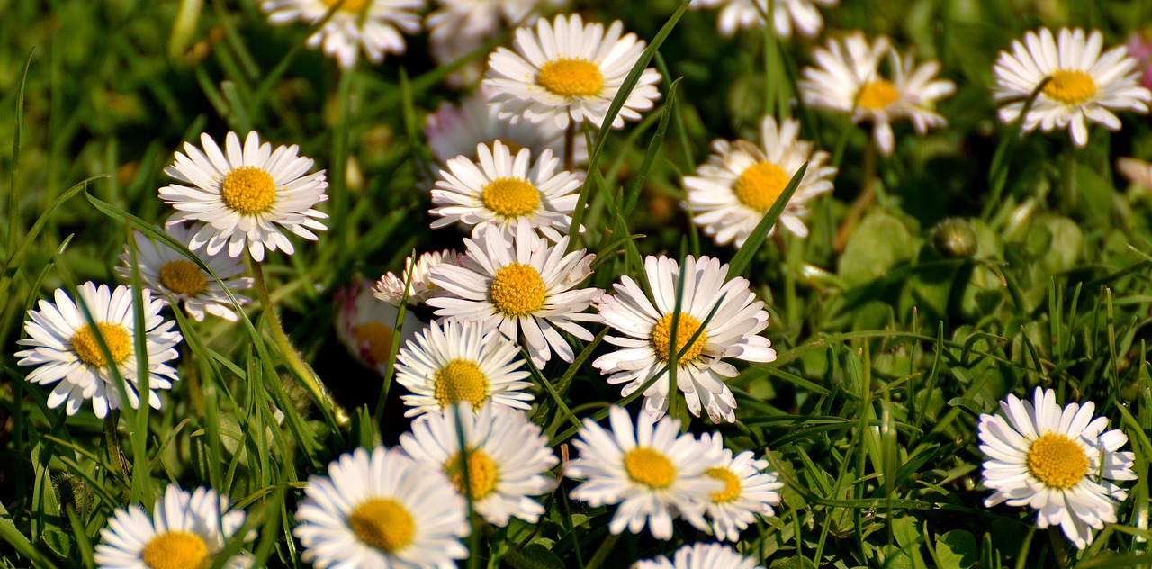 daisy meadow bloom free photo