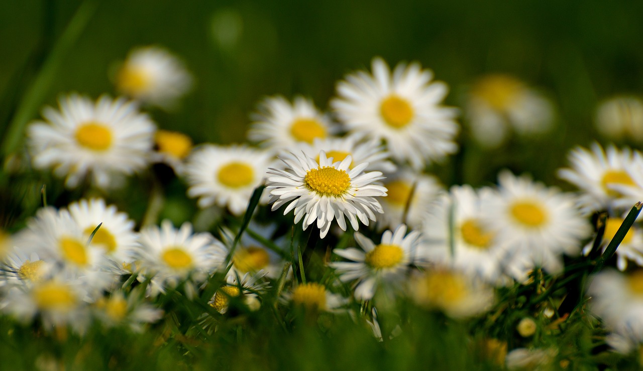 daisy meadow bloom free photo