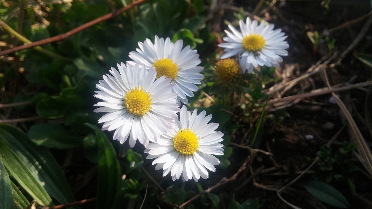 daisy grass green free photo