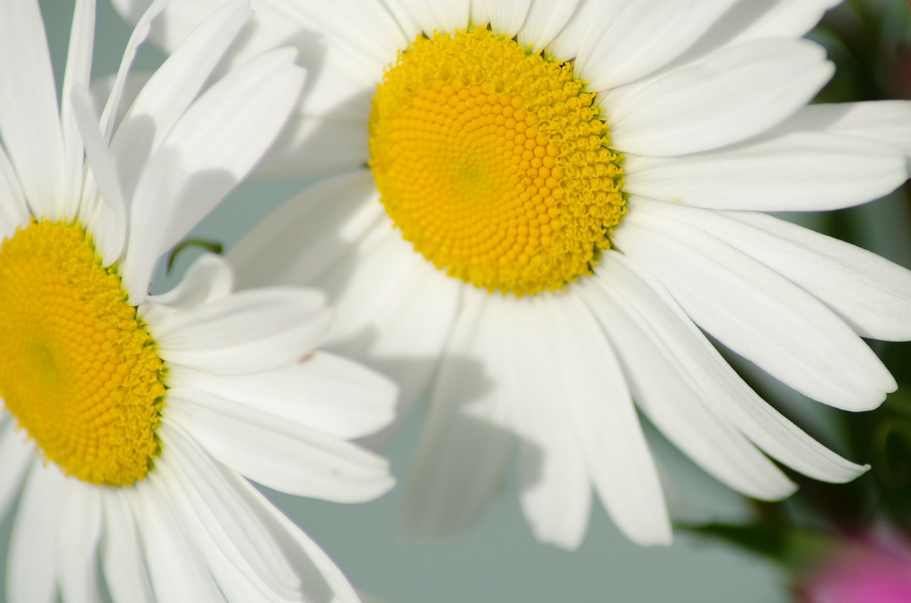 daisy flower the nature of the free photo