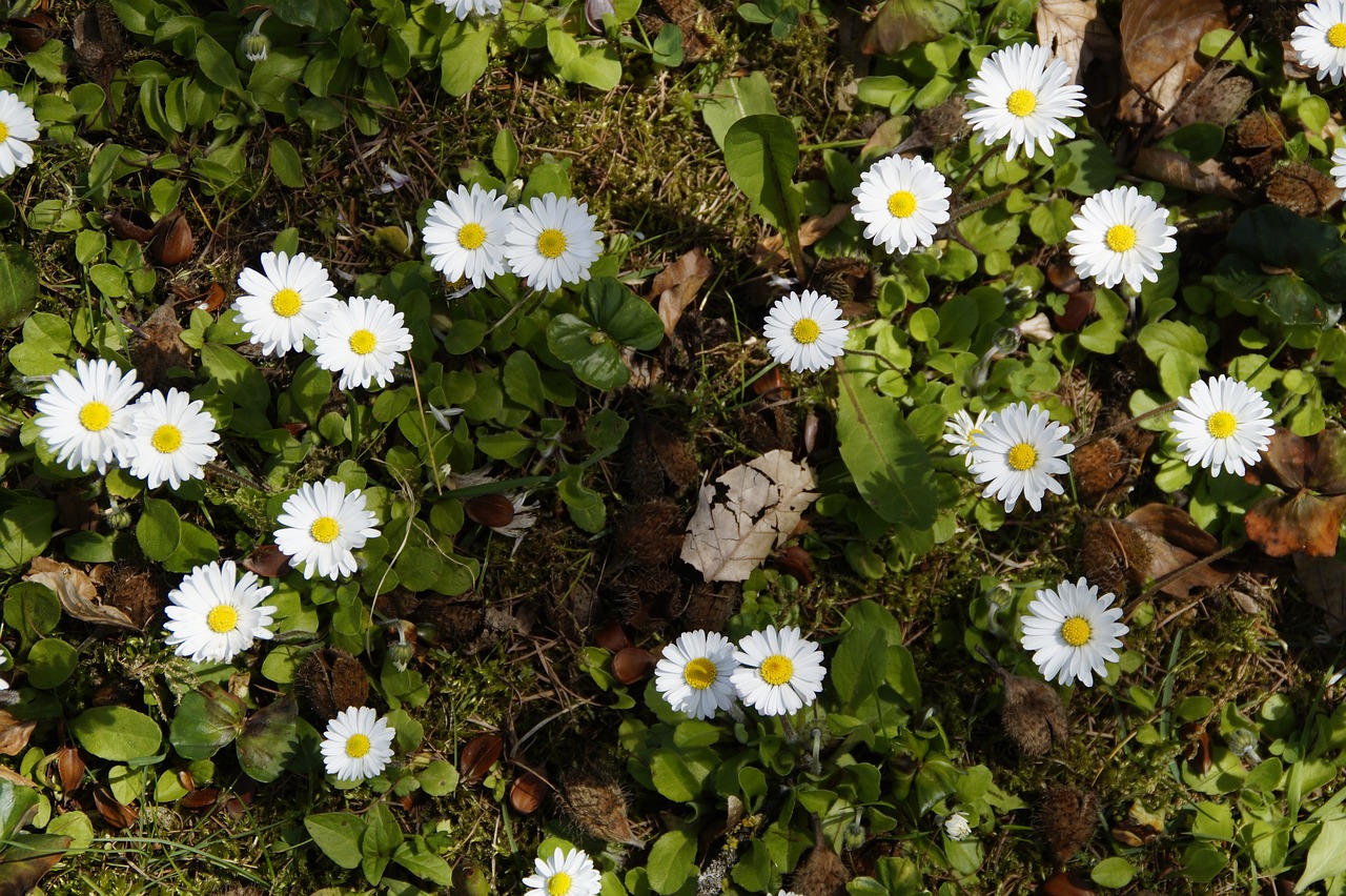 daisy background structure free photo