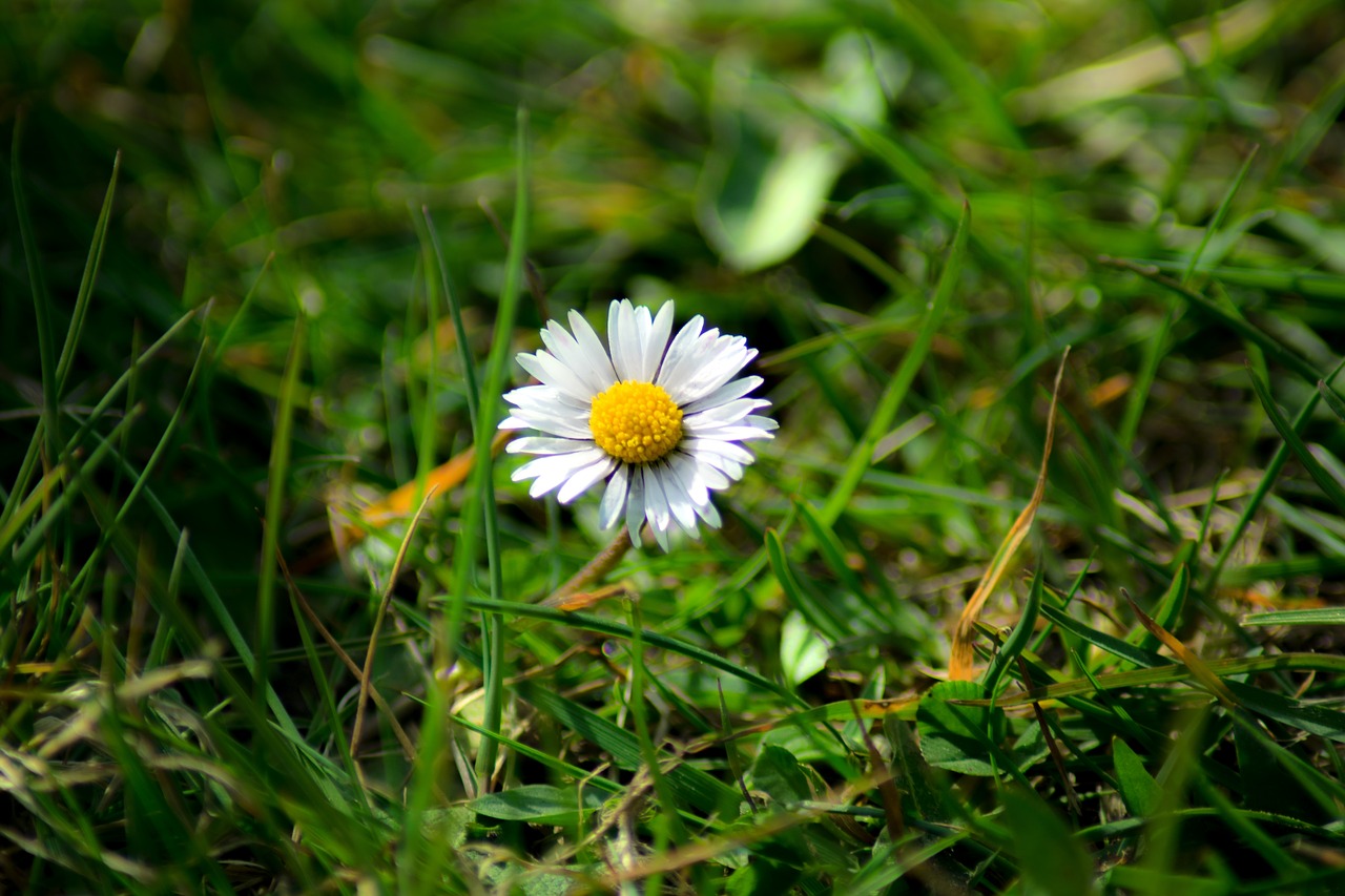 daisy green grass free photo