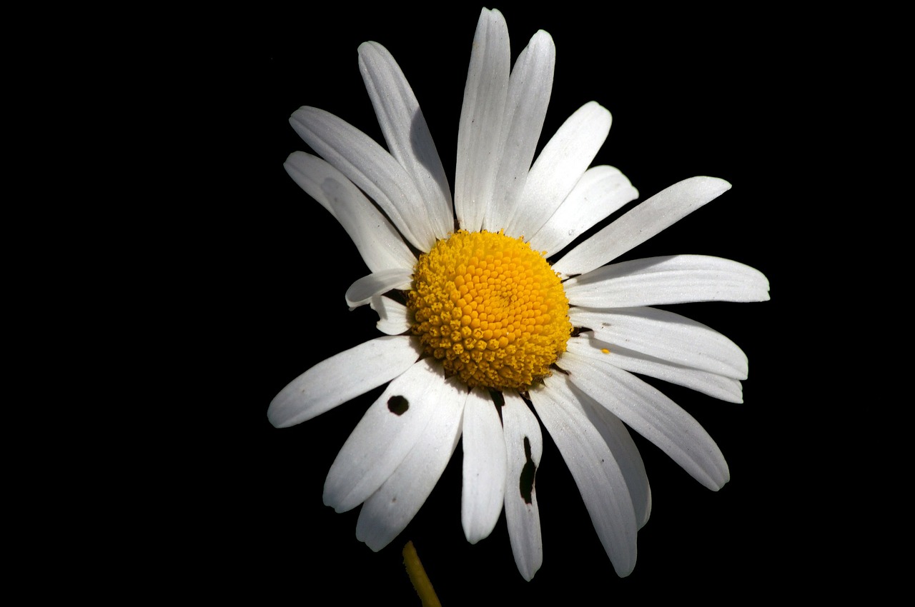 daisy flower the nature of the free photo