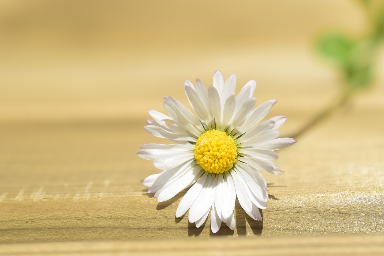 daisy lonely nature free photo