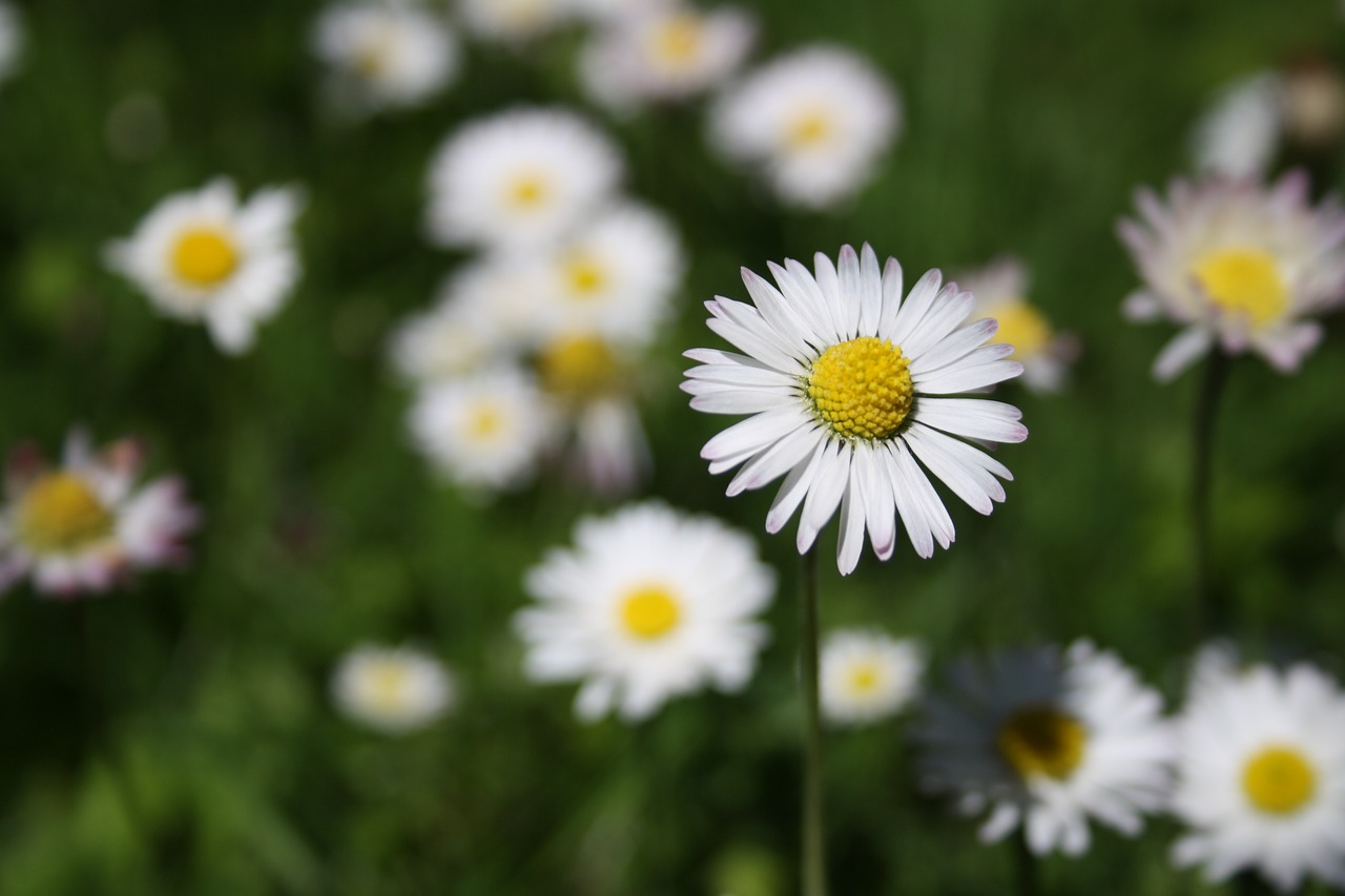 daisy flower spring free photo