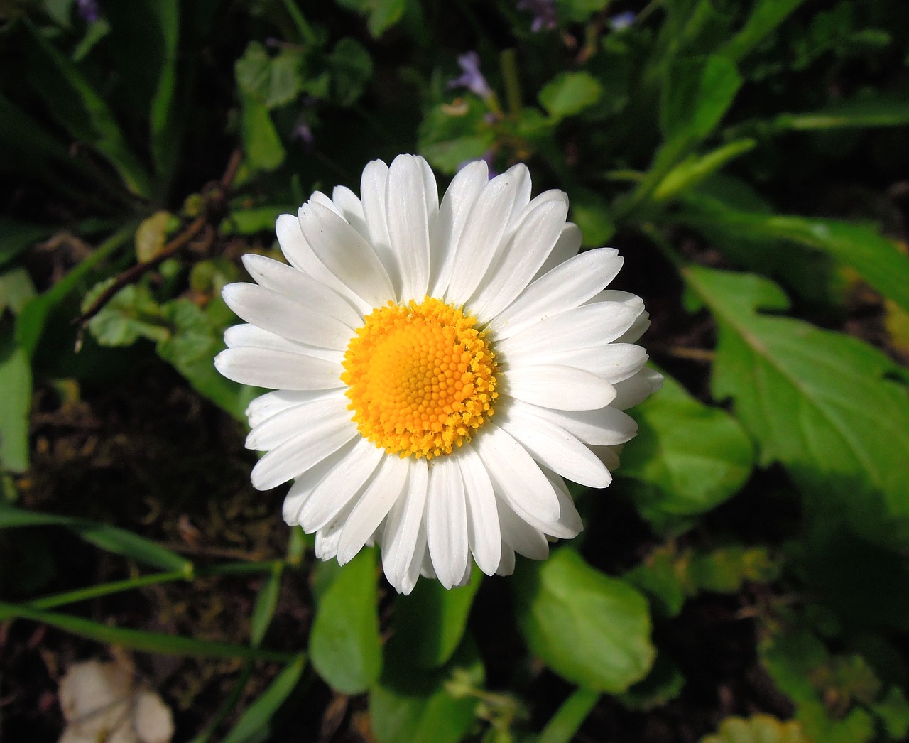 daisy flower white free photo